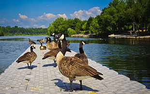 group of goose on dock